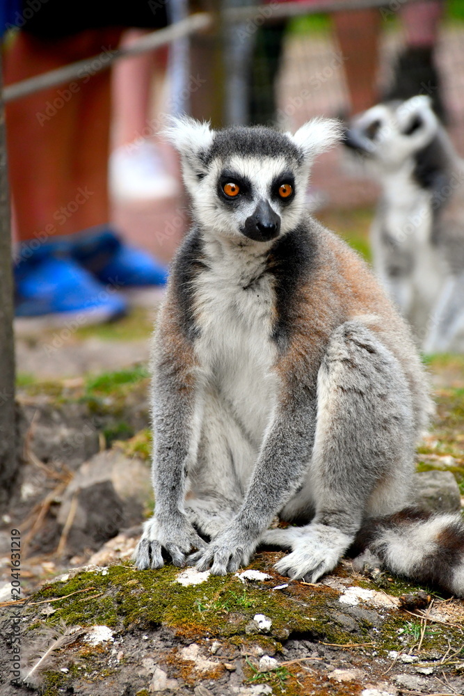 Fototapeta premium Ein Lemur in Nahaufnahme mit einem weiteren im Hintergrund (unscharf)