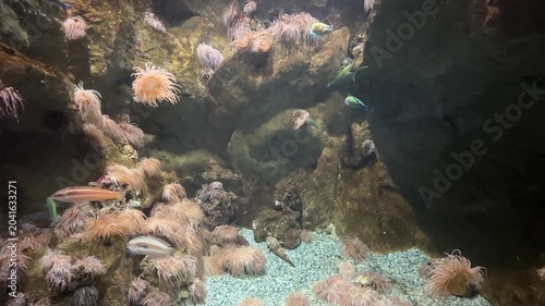 Pesci e anemoni di mare in acquario
