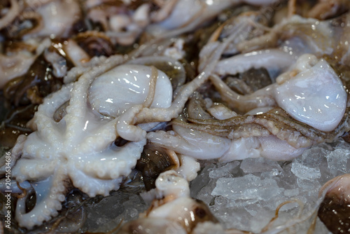 Foto Raw octopus on ice