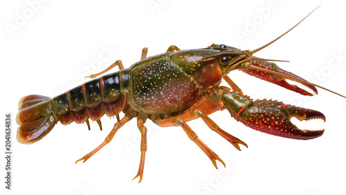 Slika na platnu Red swamp crayfish with green carapace and orange legs