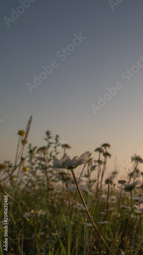 Romantic Sunrise in Wildflower Field with Dew and Soft Light Vertical Dreamy Nature Scene