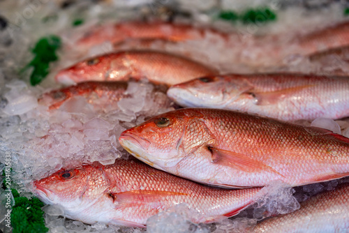 Obraz na plátně Red snapper on ice