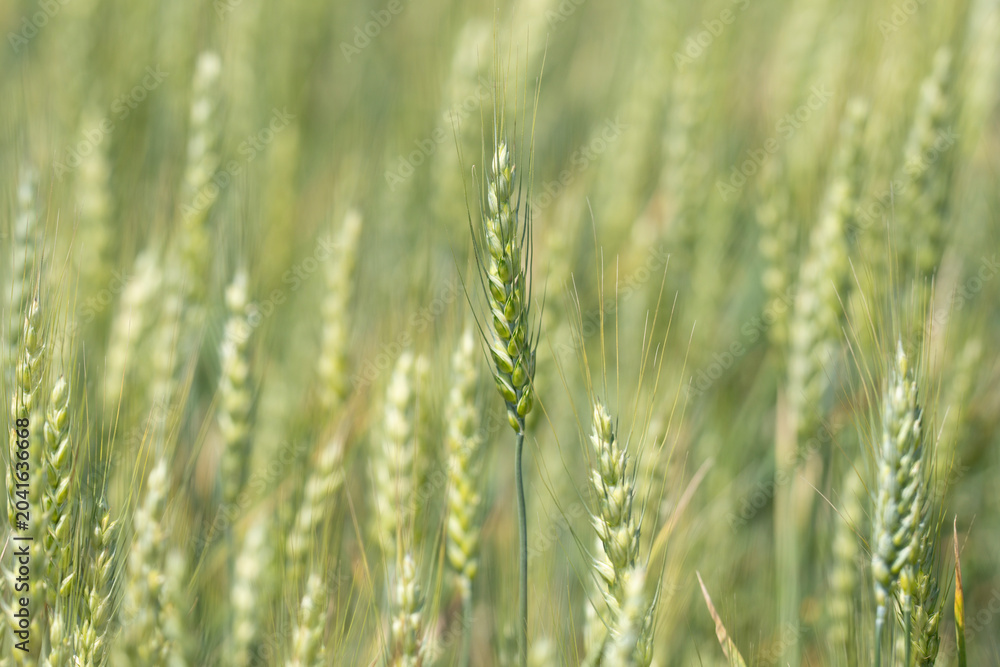 Obraz premium Wheat field shows soft green background. Wheat field supports natural farming landscape. Fresh wheat field grows in spring. Organic wheat field fits rural agriculture.
