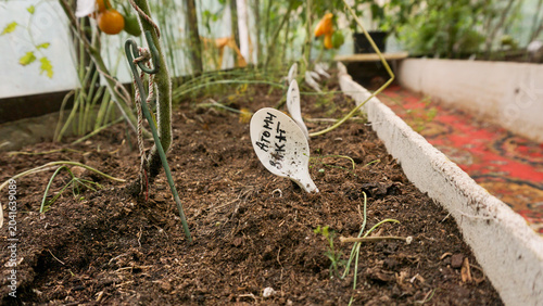 Tableau sur toile Plant marker identifying a tomato variety in a greenhouse raised bed, illustrati
