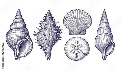 Konstfotografi Hand drawn vintage collection of seashells and sand dollar specimens, detailed m