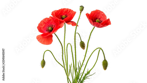 Photos Small bunch of beautiful red poppy flowers papaver rhoeas isolated on transparen