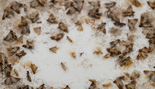 Kitchen food moth plague nest, caught in a trap on glue, macro