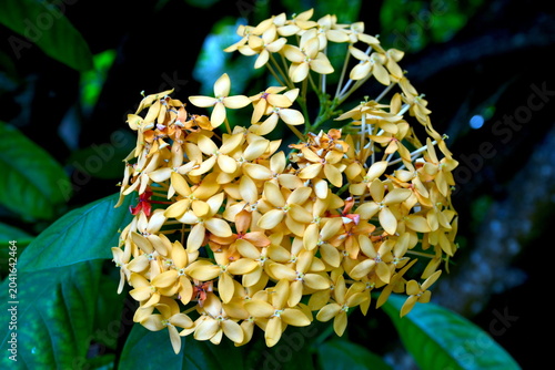 Eine Pflanze mit vielen kleinen gelben Blüten