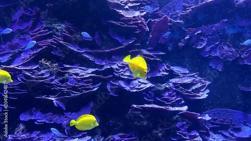 Pesci di mare in acquario marino