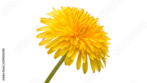 Tableau sur toile Single bright yellow dandelion flower head close up macro view isolated on trans