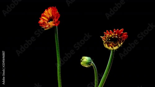 Three Gerbera Daisies Blooming on Black Background, Luxury Studio Floral Timelapse, 4K