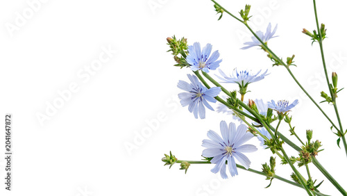 Quadro su tela Branch of blue blooming chicory flowers cichorium intybus wild herbal plant isol