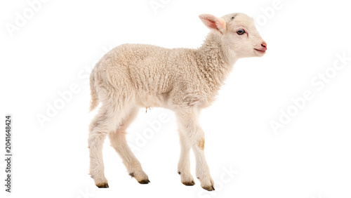 Quadro em tela Cute small white lamb sheep standing looking innocent facing right side isolated