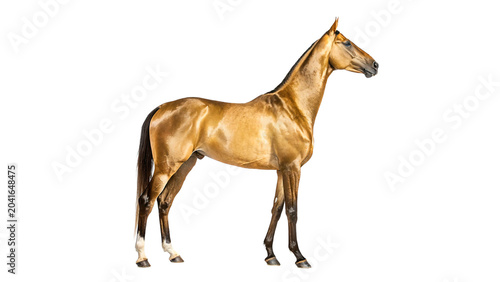 Tableau sur toile Beautiful purebred palomino golden horse standing looking proud facing right sid