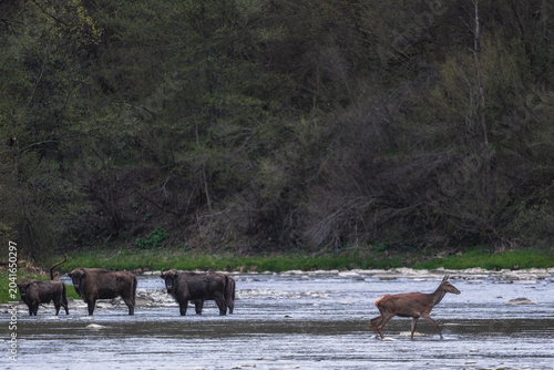 Bild auf Leinwand European Bison - Bison bonasus, large European even-toed ungulate native to North and East European forests and woodlands, Poland