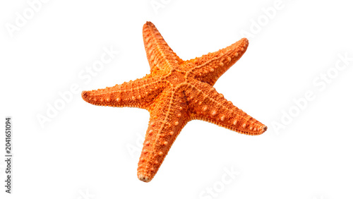 Single bright orange starfish sea star aquatic marine wildlife animal isolated on transparent background