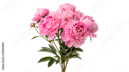 Tableau sur toile Beautiful lush bouquet of pink peony flowers paeonia garden flora isolated on tr