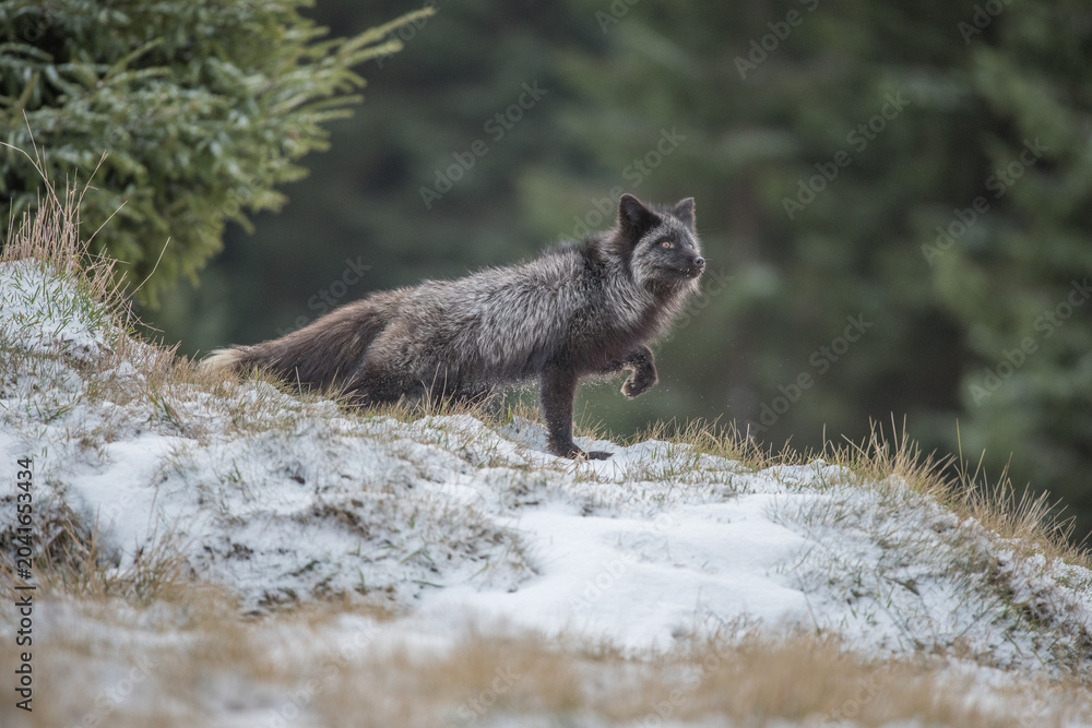 Naklejka premium Silver fox standing in snowy forest landscape with wildlife outdoors predator standing environment
