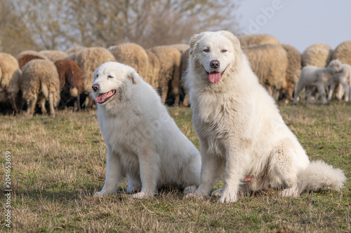 The picture shows a large white herding dog, likely a Great Pyrenees or Maremma Sheepdog