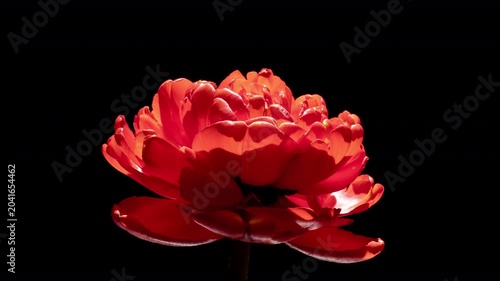Luxury Red Peony Tulip Blooming Timelapse on Black Background