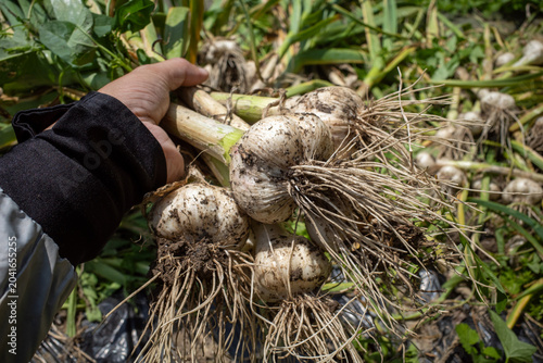 Fotografie Freshly Harvested Garlic Bulbs In Garden
