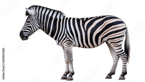 Quadro su tela Zebra standing profile view black and white stripes