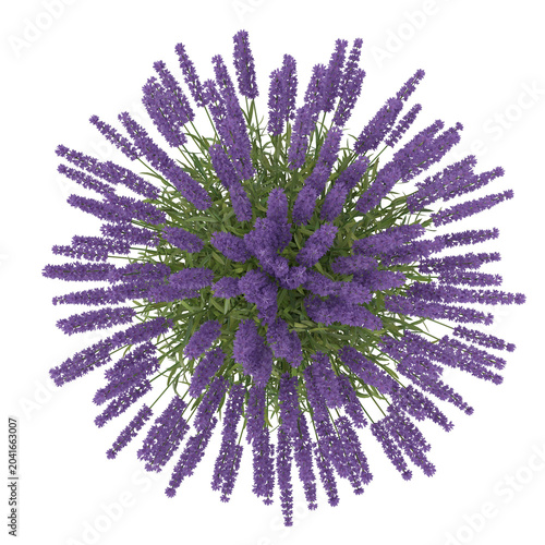 Lavender bush potted top view isolated transparent background photo realistic 3d rendering PNG 16 bit with alpha channel
