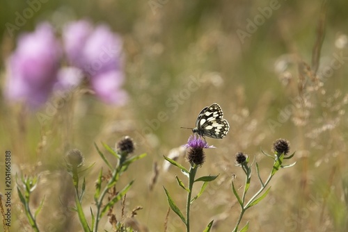 Marbled white (Melanargia galathea) butterfly adult feeding on a Knapweed flower in a summer meadow, Suffolk, England, United Kingdom