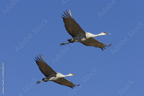 Sandhill Cranes (Grus canadensis) flying, Bosque del Apache Wildlife Refuge, New Mexico, North America, USA