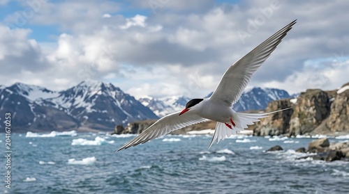 White Arctic Tern Flying Over Icy Coastal Water with Snowy Mountains