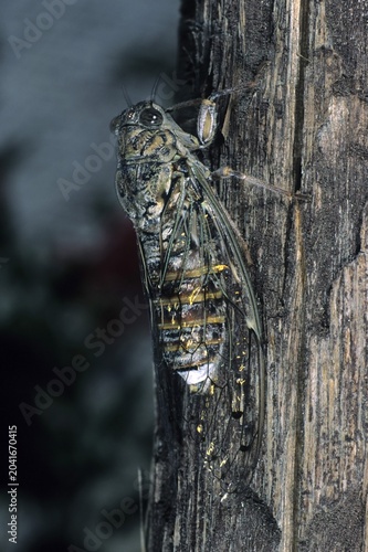 Common Cicada (Lyristes plebeja), the island of Crete, Greece, Europe