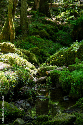 A dark, quiet forest stream winds through an enchanting woodland canyon filled with heavily moss-covered rocks, old tree trunks, and vibrant ferns illuminated by patches of bright sunlight.