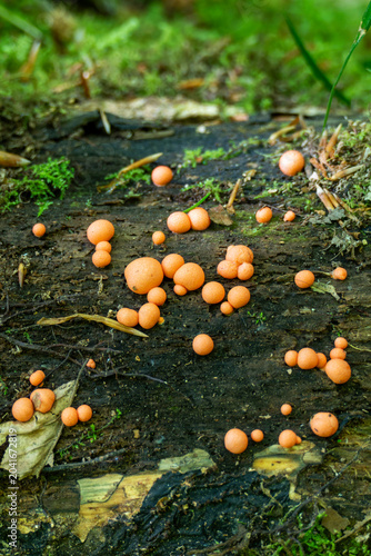 Small, round, bright orange slime molds growing scattered across a dark, decaying mossy tree trunk on the forest floor.