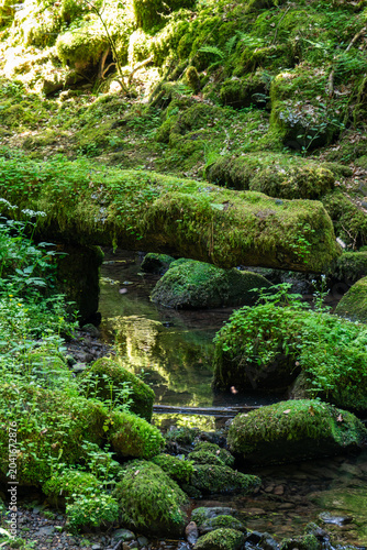 A small, clear stream flows gently through a dense, lush forest valley where a fallen tree log completely covered in thick green moss and tiny plants forms a natural bridge over the water, surrounded 