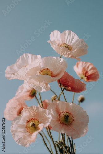A bouquet of pale pink poppies on a blue background
