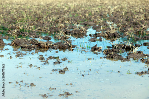 Wet muddy rice field after tilling with standing water and soil texture. Agricultural farmland background ideal for farming, cultivation, rural life, and natural environment concepts