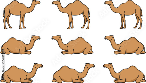 Photography Dromedary Camel Vector Set Featuring Standing and Sitting Arabian Desert Animals