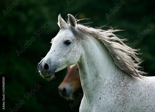Germany, Baden-Wuerttemberg, Arabian horse, Equus ferus caballus
