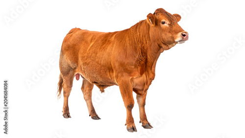 Tableau sur toile Adult red brown cow standing calmly looking alert facing right isolated on trans