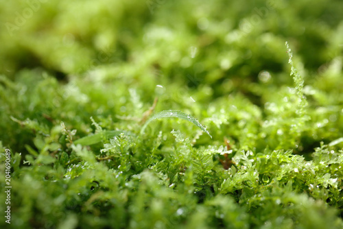 Fresh Green Moss with Morning Dew Drops in Spring Forest During Qingming Season