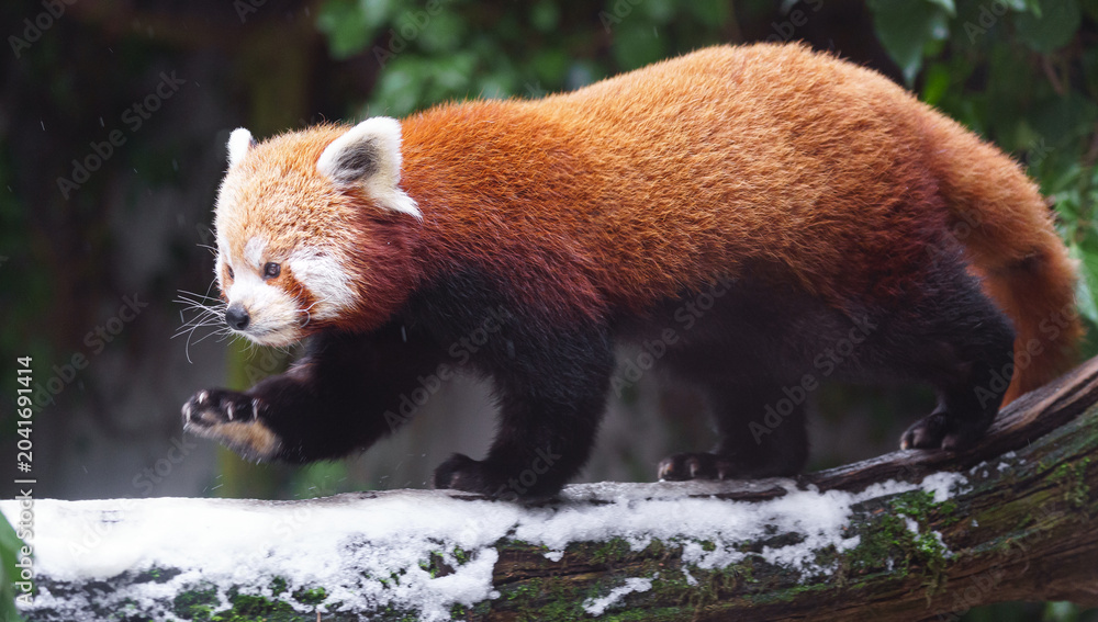 Fototapeta premium Red panda