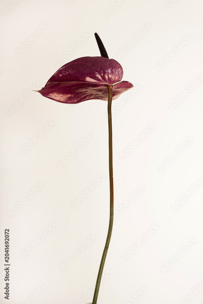 Photos Close-up of a Purple Anthurium Flower