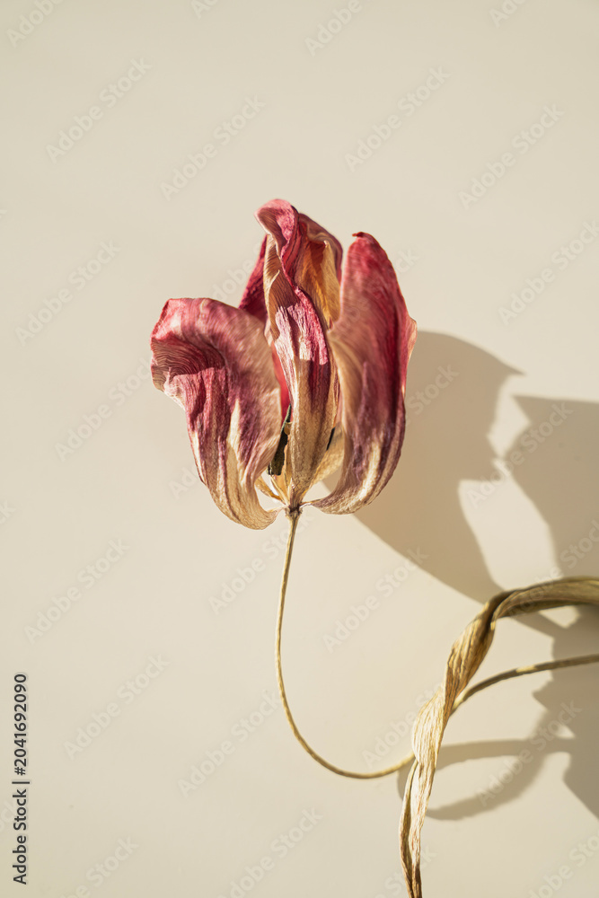 Φωτογραφία Red tulip flower with bent stem creating elegant shadow composition on cream sur