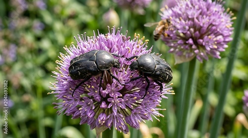 Black Beetles Feeding on Purple Allium Flower in Sunny Garden
