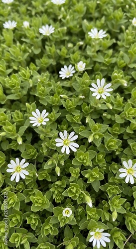 Delicate White Wildflowers Blooming Among Dense Green Foliage in Garden
