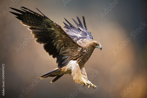 Imperial eagle with spread wings in flight on colorful background. Aquila heliaca
