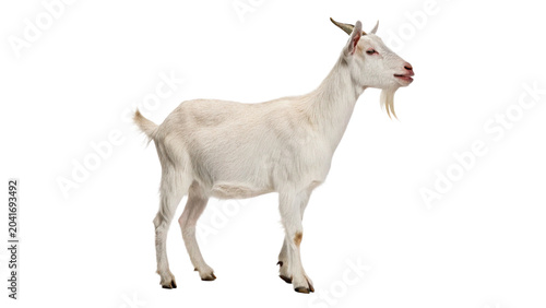 Fotografía Adult white goat standing calmly looking alert facing left side view isolated on