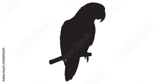 parrot silhouette on branch bird animal wildlife