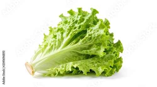 Fresh green lettuce leafy vegetable for salad and healthy eating transparent background