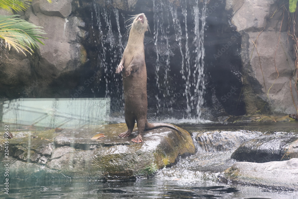 Naklejka premium The vocalist! Otter at Angkor Wildlife and Aquarium Park, Siem Reap, Cambodia. 